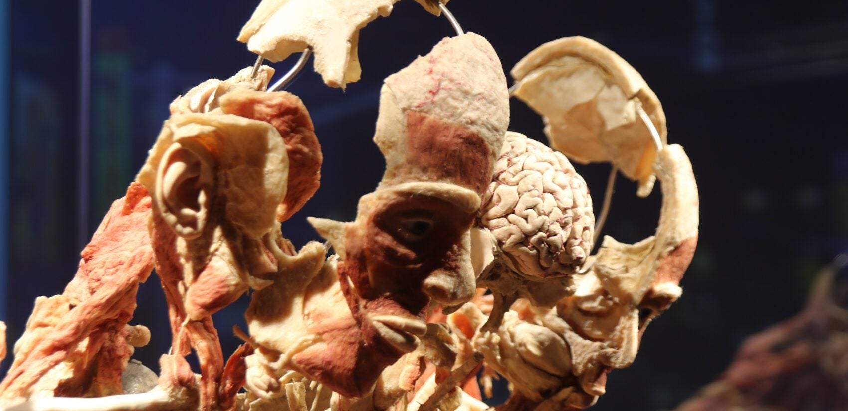 a close-up of a plastinate of a head and brain