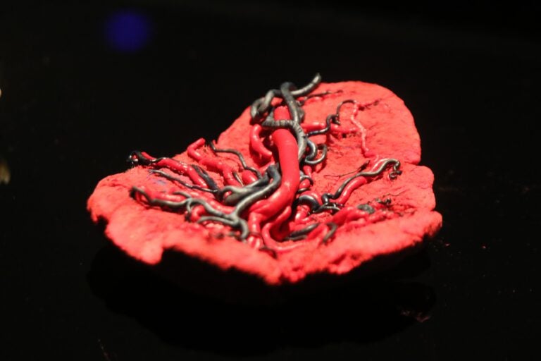 recreations of capillaries and blood vessels