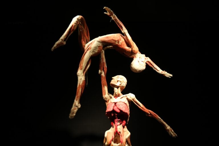 a close-up of a plastinate of two humans, one raising the other with one hand