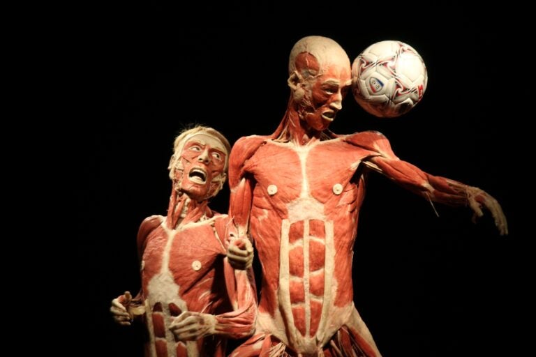 a close-up of a plastinate of two humans, one heading a soccer ball