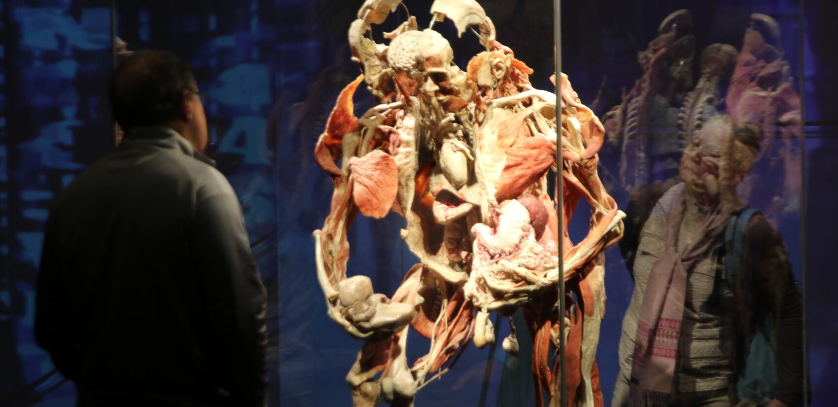 a visitor looks at a plastinate of body