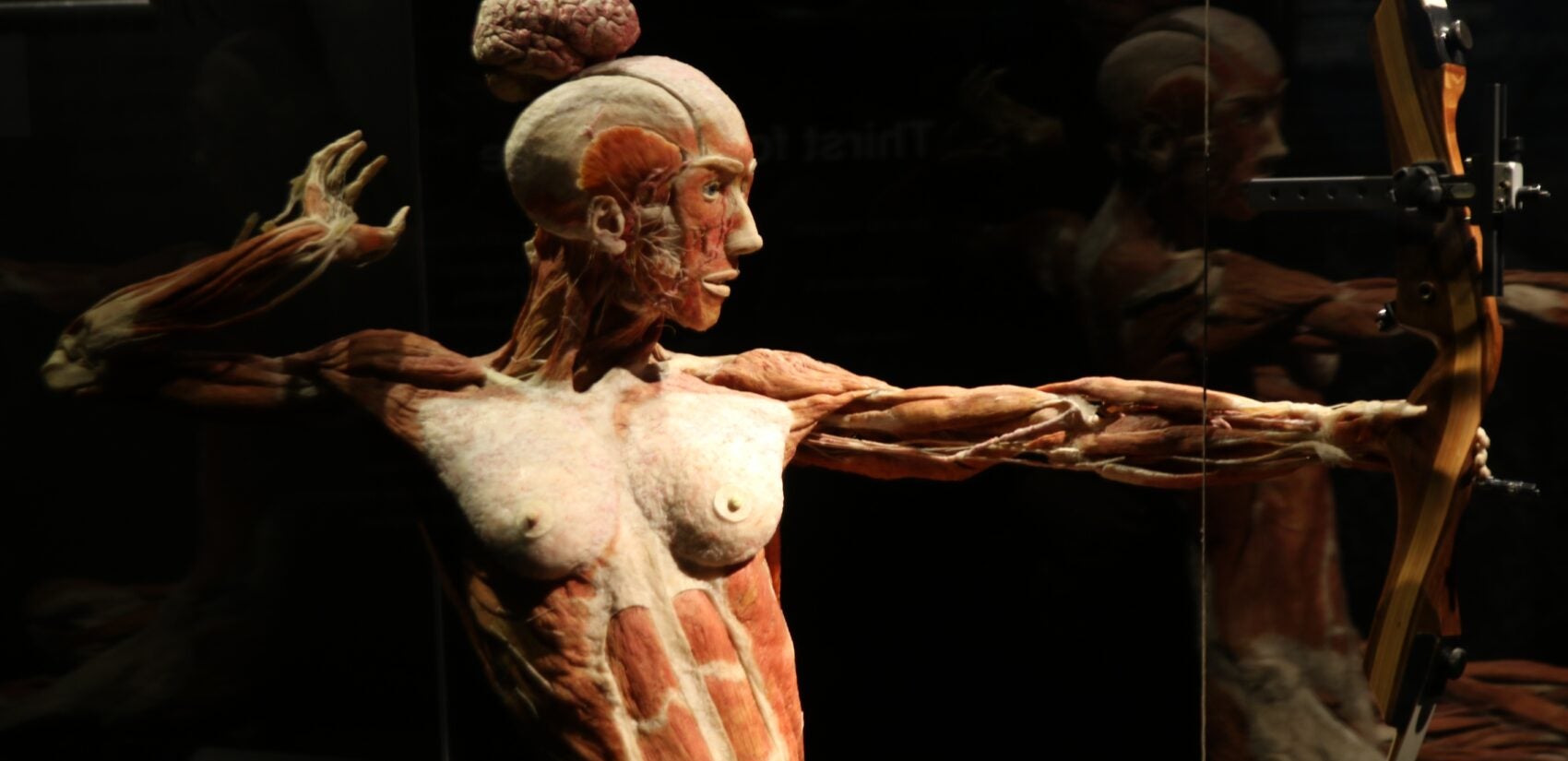 a close-up of a plastinate of woman with an arrow and bow