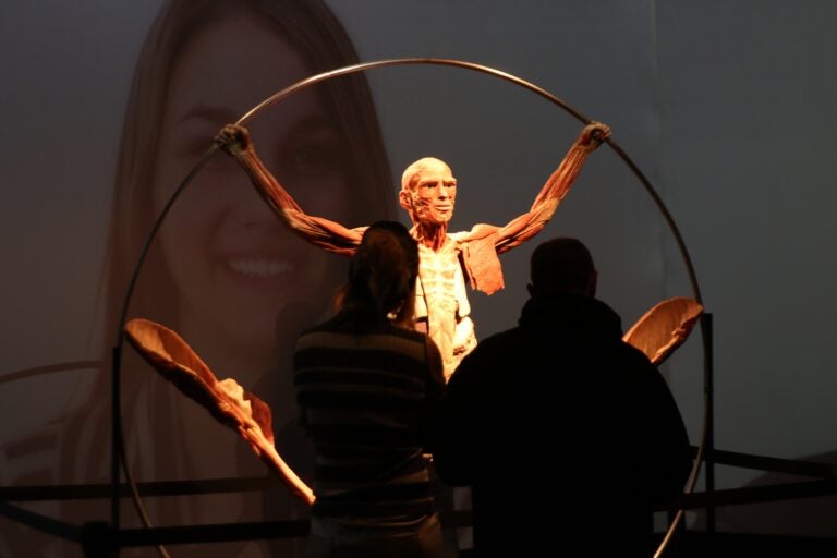 two people look at a plastinate of a human