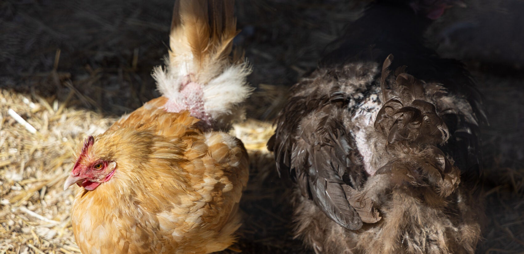 Two chickens at Fox Chase Farm in Philadelphia