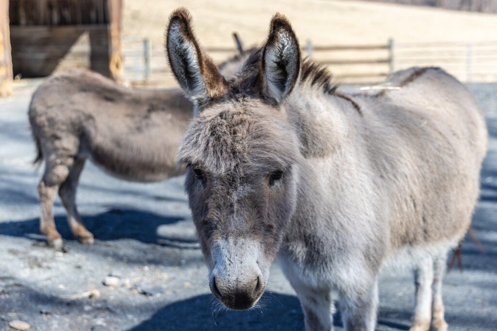 Donkeys are seen on a Fox Chase farm