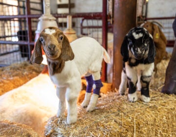 Two goats are seen at Fox Chase Farm in Philadelphia