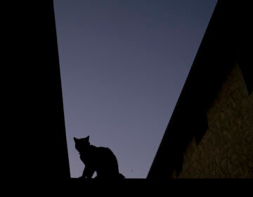 A silhouetted cat sits on a fence of a condominium complex