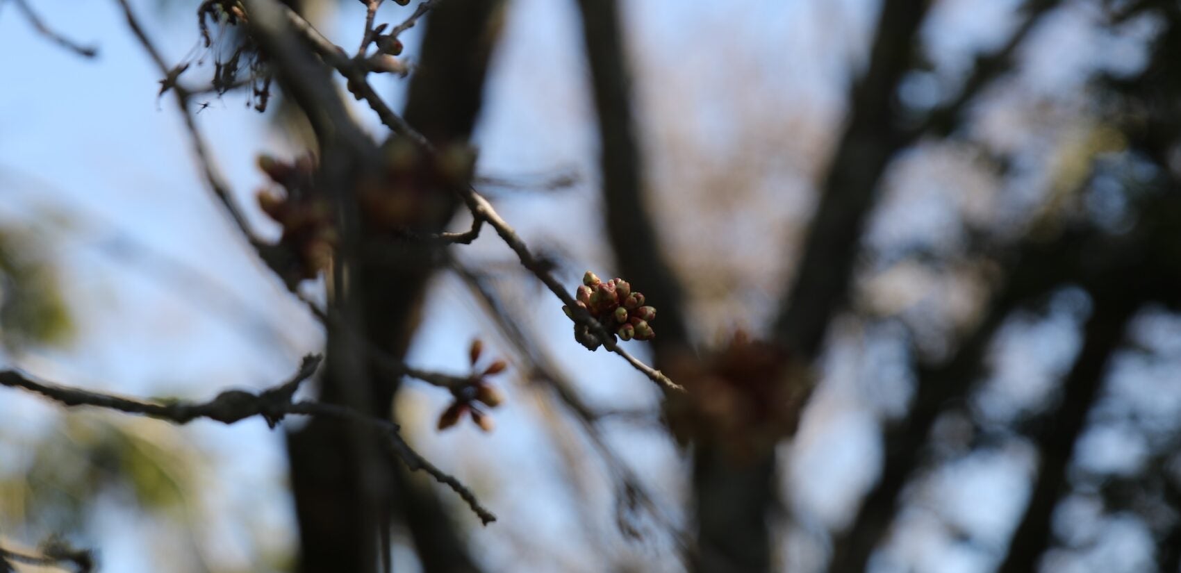 Cherry blossom buds