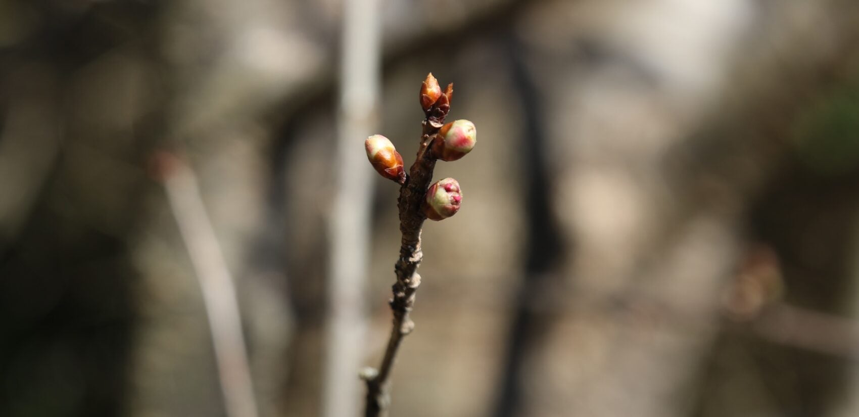 Cherry blossom buds