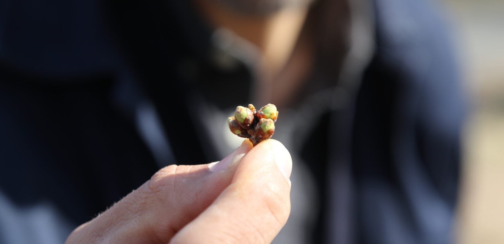 Cherry trees are budding