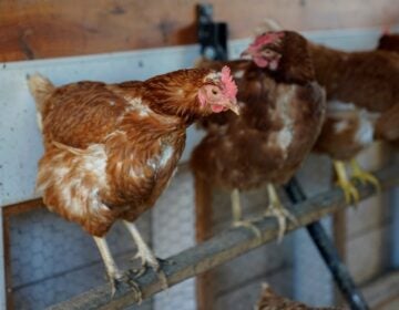 Red Star chickens roost in their coop