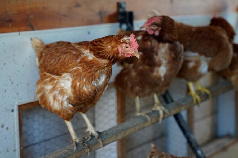 Red Star chickens roost in their coop