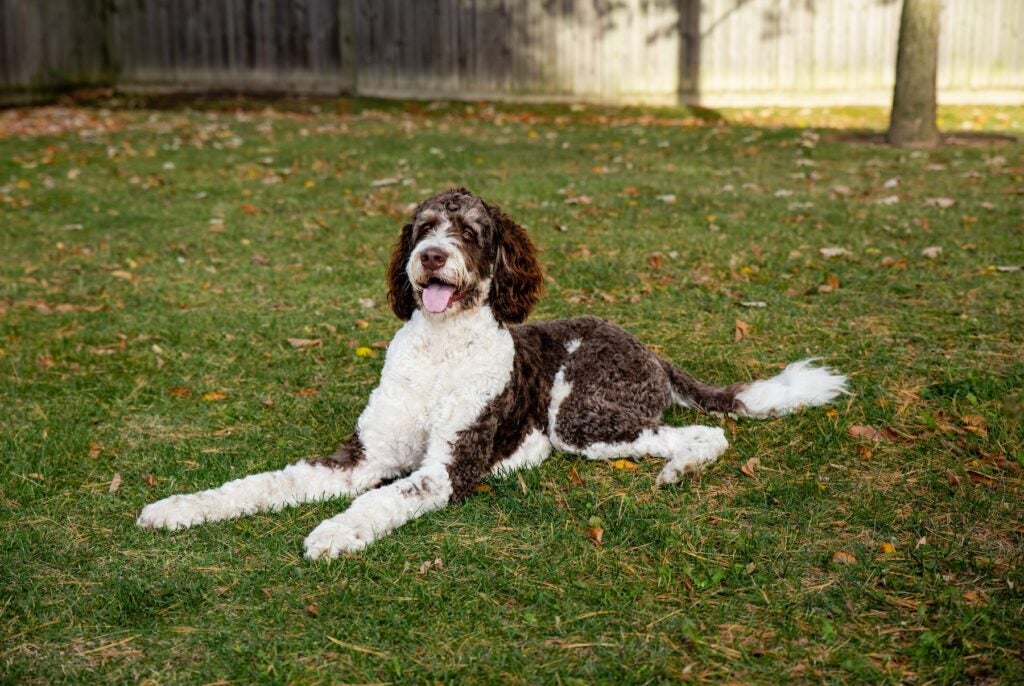 A dog sitting in the grass