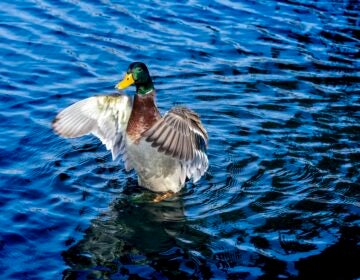 A mallard in the water