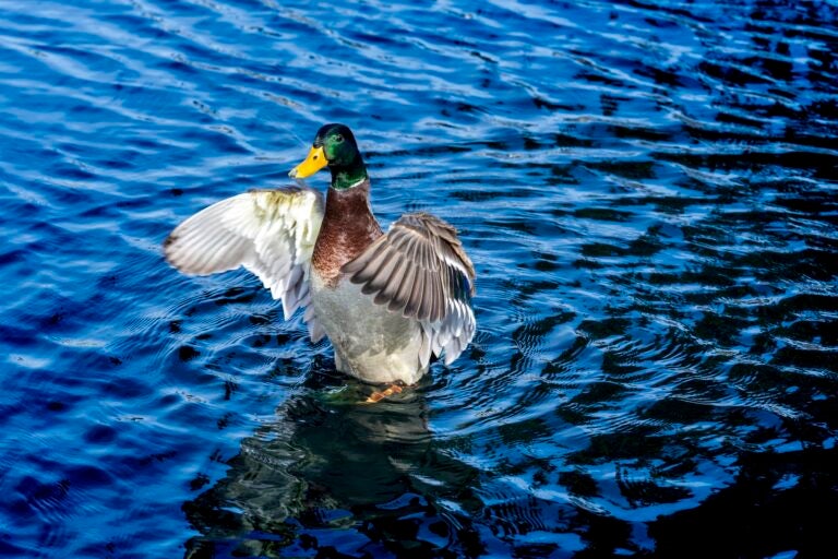 A mallard in the water