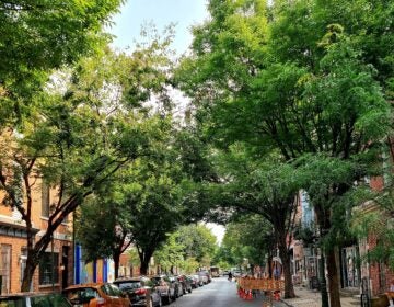 trees along a Philly block