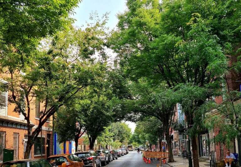 Philadelphians push the city to do more to plant and protect trees