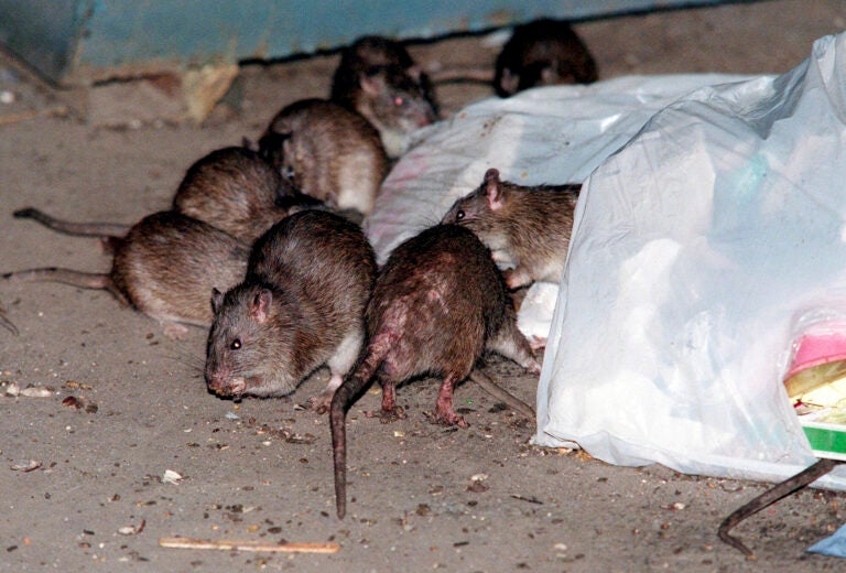 NYC Sticky Trap Rat Contraception (AP Photo/Robert Mecea, File)