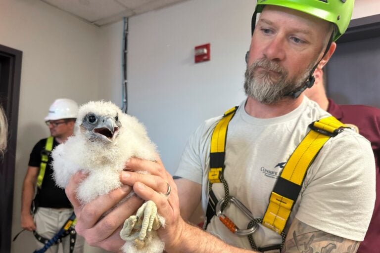 Peregrine Falcons Bird Flu A man holds a young falcon chick