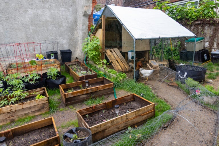 Alaya family’s chicken coop in Philadelphia