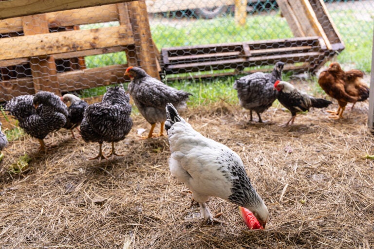 Chickens on a chicken farm
