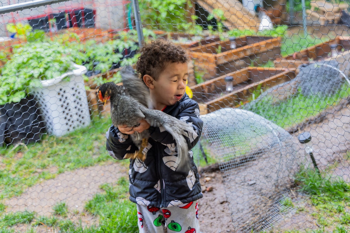 backyard-chickens-KP-052225-03 Nicholas holding excited chicken inside family’s coop