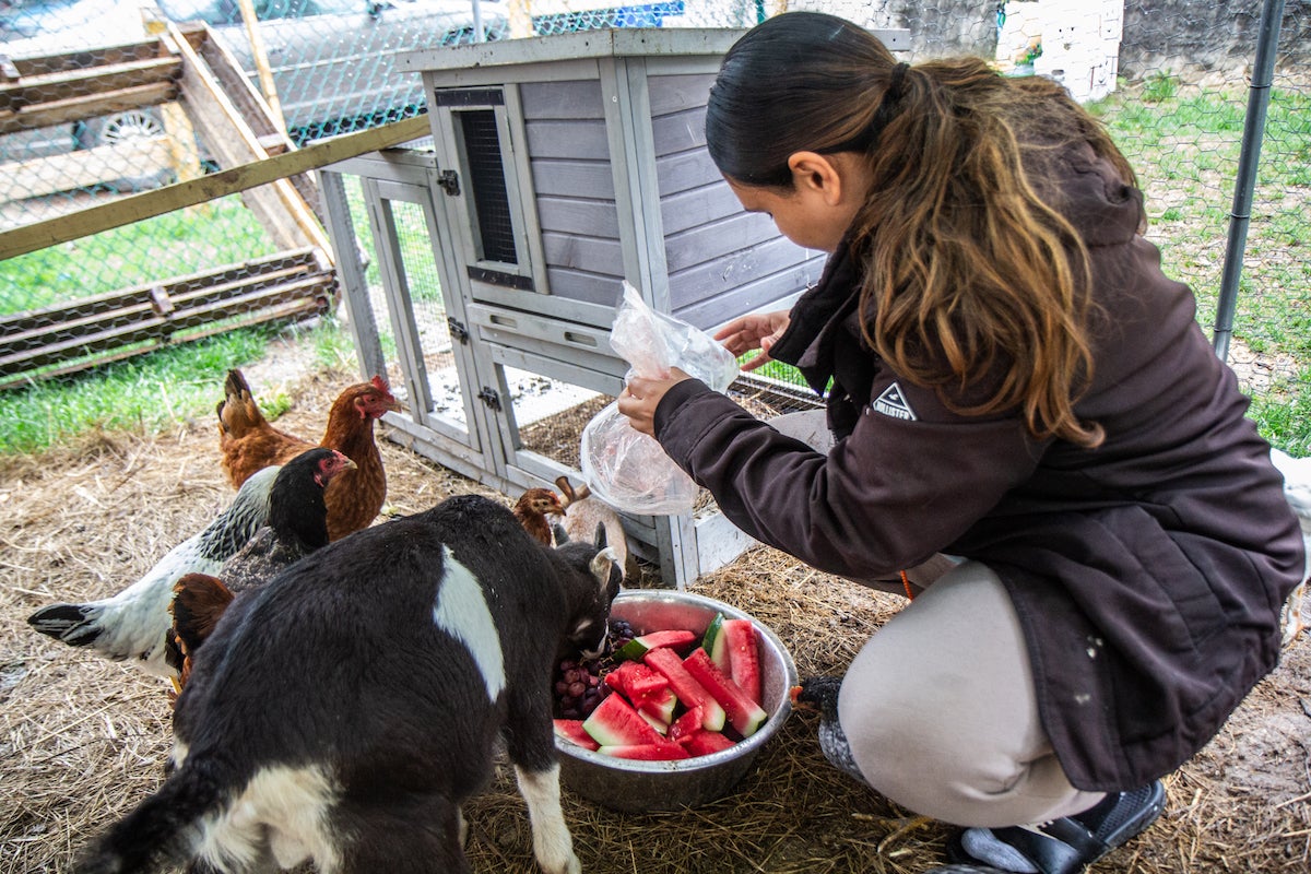 backyard-chickens-KP-052225-04 Maria Alaya feeds chickens on her chicken farm