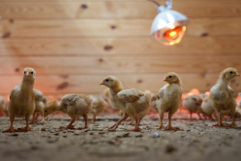 chicks-delaware-animal-shelter-usps-2025 Hundreds of chicks mill around a stall at First State Animal Center and SPCA