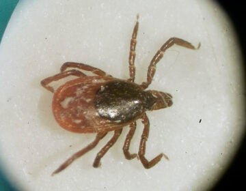 TICK DISEASES close up of a female deer tick