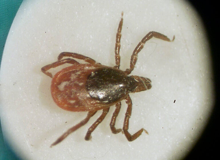 close up of a female deer tick
