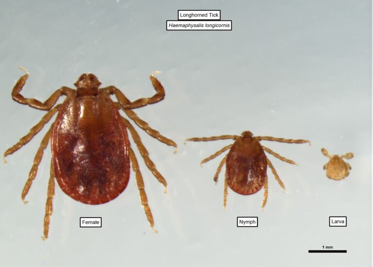 longhorned-tick-invasive-BP-PADEP A longhorned tick, or Haemaphysalis longicornis, is seen through its life stages.