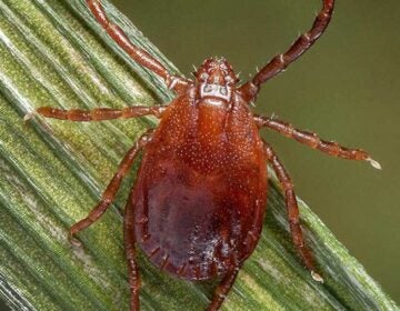 A longhorned tick is seen in a file photo.