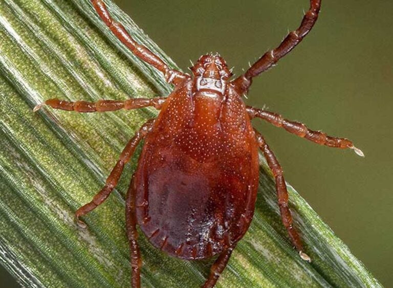 longhorned-tick-pa-gov A longhorned tick is seen in a file photo.