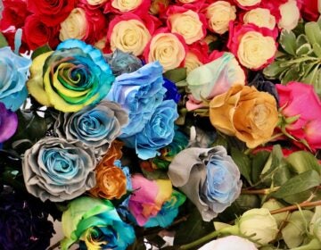 An assortment of very colorful