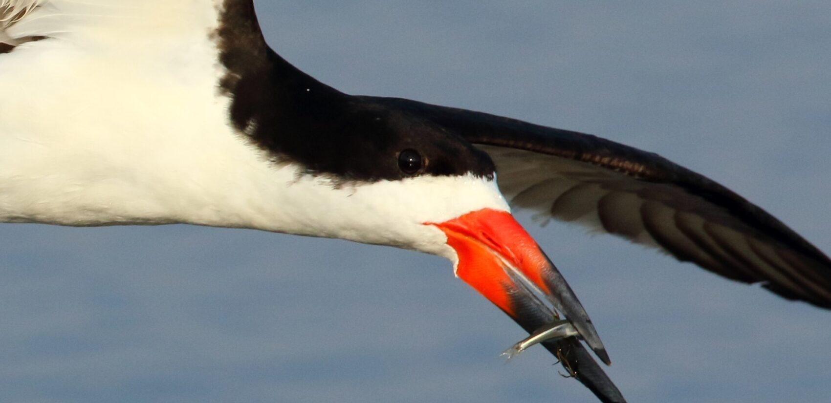 A black skimmer at the World Series of Birding