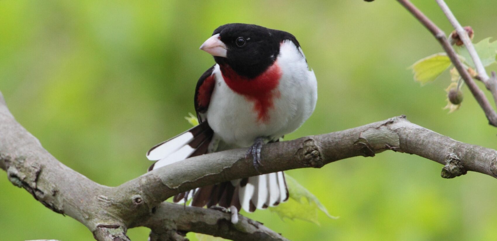 A rose-breasted grosbeak at the World Series of Birding