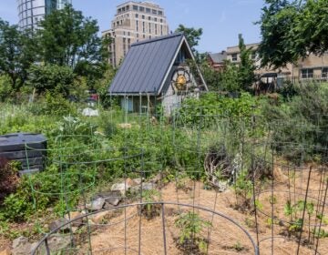 Tomato plants in the Summer Winter Community Garden