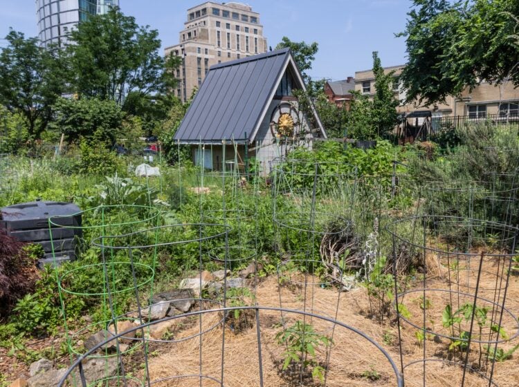 Tomato plants in the Summer Winter Community Garden