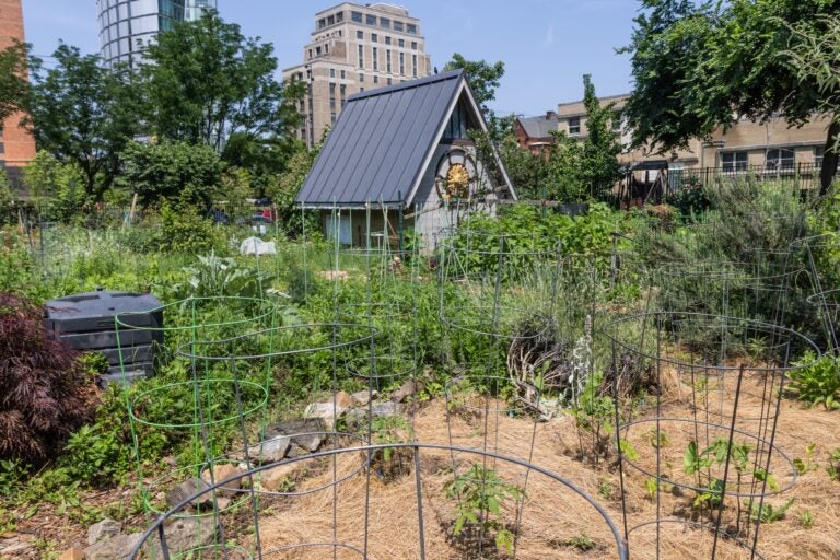 Tomato plants in the Summer Winter Community Garden