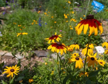 Rudbeckia flowers in the Summer Winter Community Garden