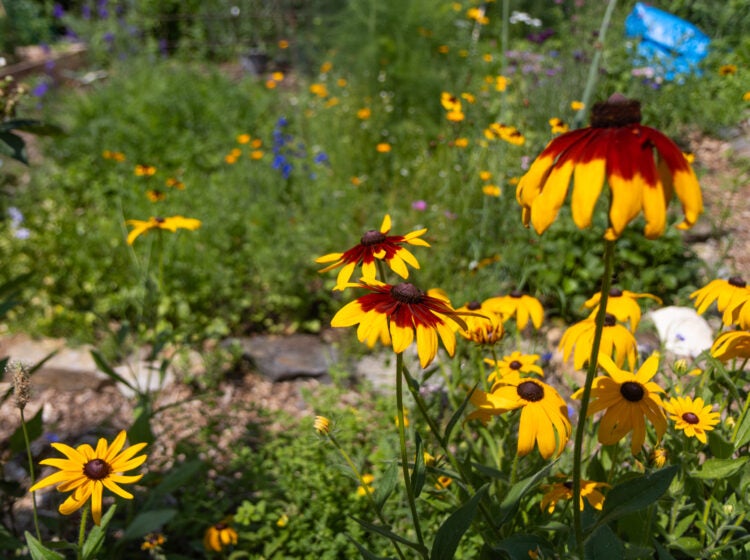 Rudbeckia flowers in the Summer Winter Community Garden
