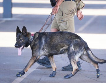 Security dog with protective footwear while on patrol for Club World Cup preparation