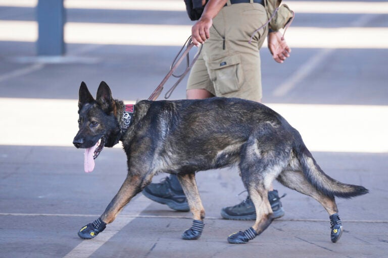 Security dog with protective footwear while on patrol for Club World Cup preparation Security dog with protective footwear while on patrol for Club World Cup preparation