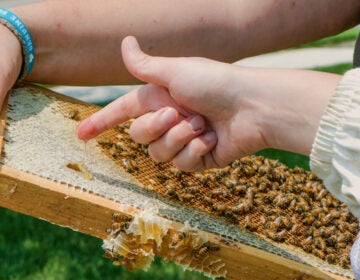 a finger gets a dip of honey from a hive