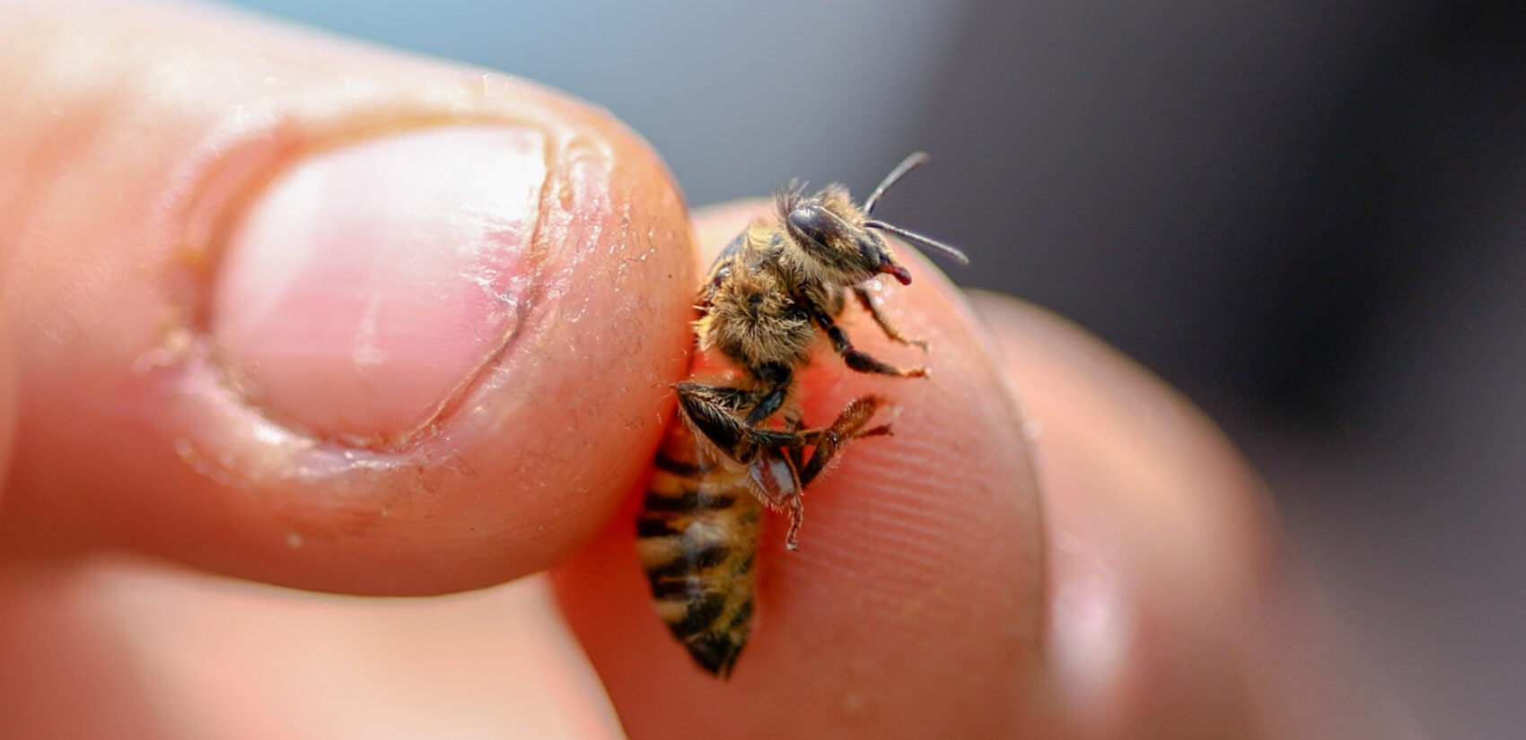 07-03-2025-k-paynter-king-of-prussia-honeybees-4-1700x825.jpg