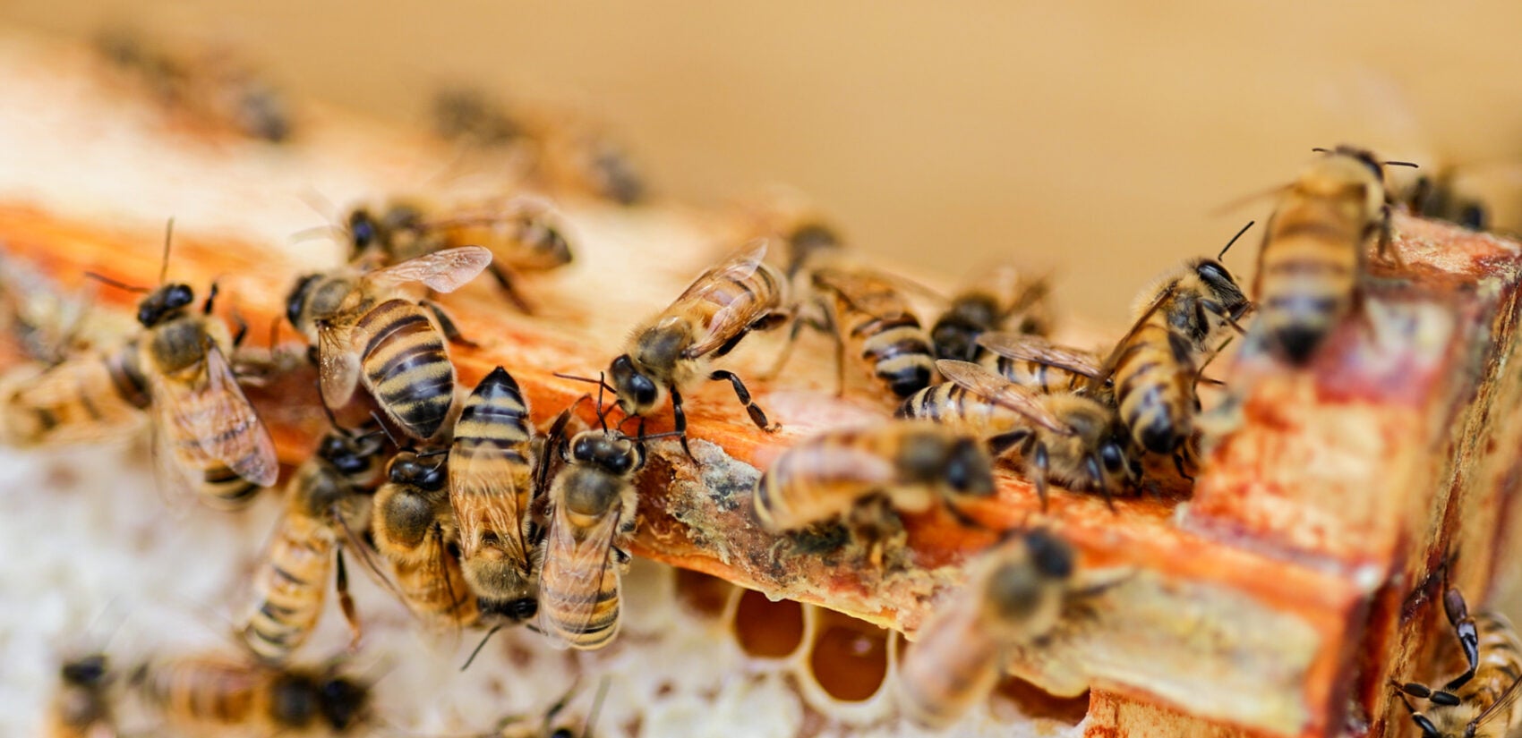 07-03-2025-k-paynter-king-of-prussia-honeybees-5-1700x825.jpg
