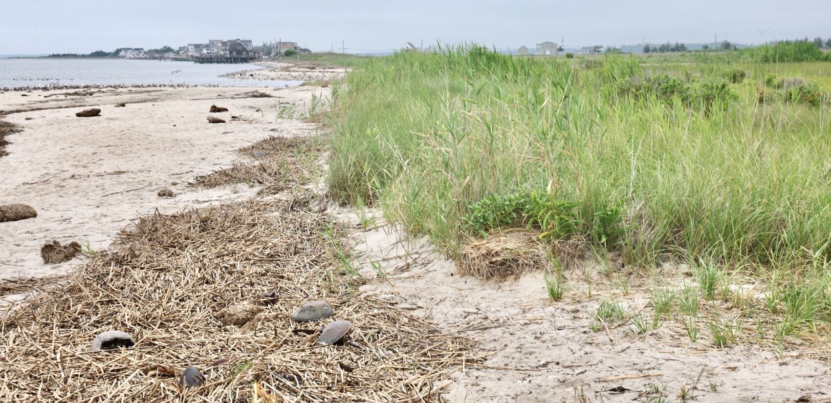 2025 06 09-e lee-middle township nj cooks beach-seaside sparrow dialect houses The salt marsh at Cooks Beach