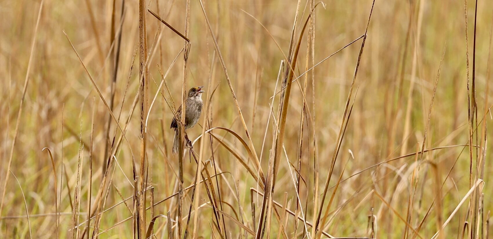 2025 06 09-e lee-middle township nj cooks beach-seaside sparrow dialect singing profile A seaside sparrow sings in the salt marsh near Cooks Beach