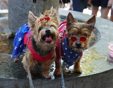 Two Yorkshire terriers wearing American-themed costumes sit on the edge of a fountain