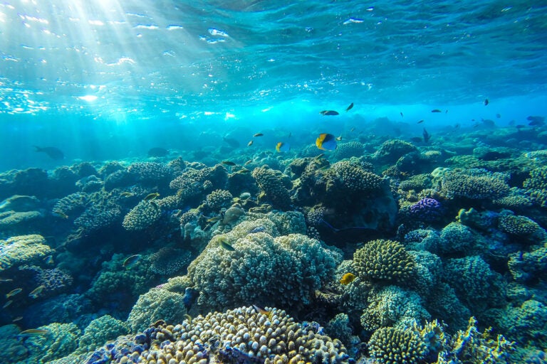 bigstock-Red-Sea-Underwater-Coral-Reef-87157289